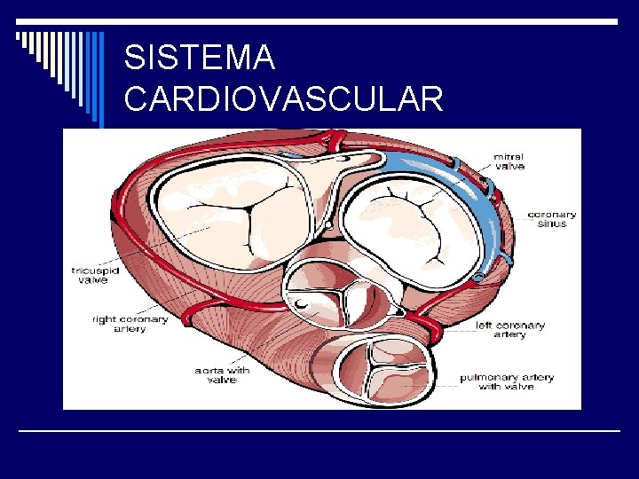 SISTEMA CARDIOVASCULAR 