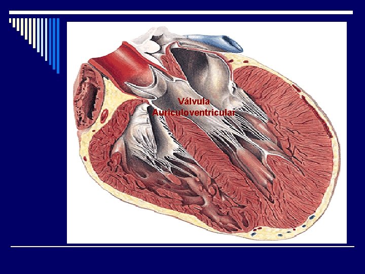 Válvula Auriculoventricular 