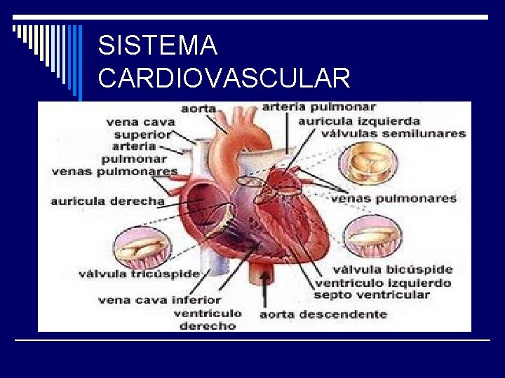 SISTEMA CARDIOVASCULAR 