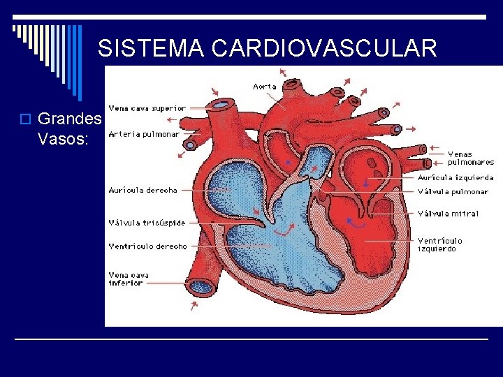 SISTEMA CARDIOVASCULAR o Grandes Vasos: 