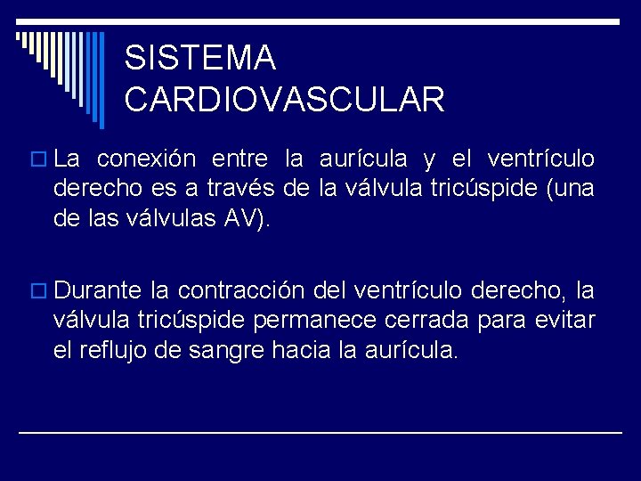 SISTEMA CARDIOVASCULAR o La conexión entre la aurícula y el ventrículo derecho es a