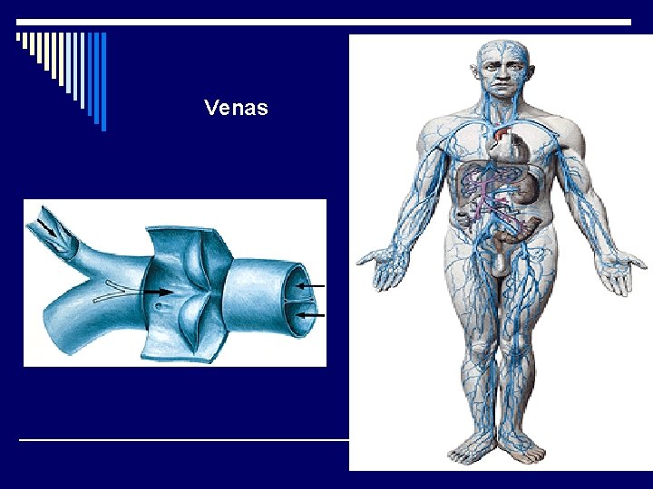 Venas 