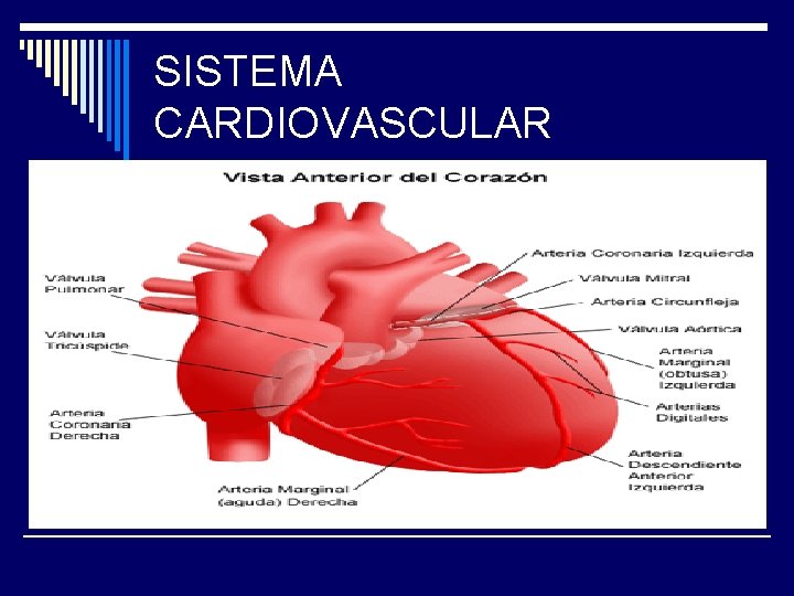 SISTEMA CARDIOVASCULAR 