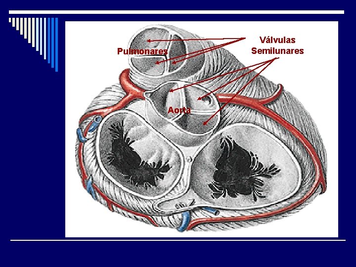 Pulmonares Aorta Válvulas Semilunares 