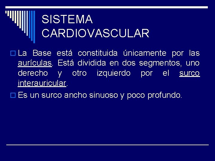 SISTEMA CARDIOVASCULAR o La Base está constituida únicamente por las aurículas. Está dividida en