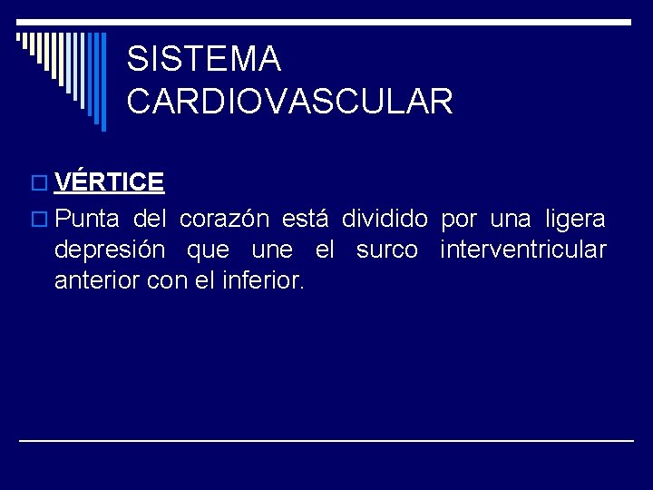 SISTEMA CARDIOVASCULAR o VÉRTICE o Punta del corazón está dividido por una ligera depresión