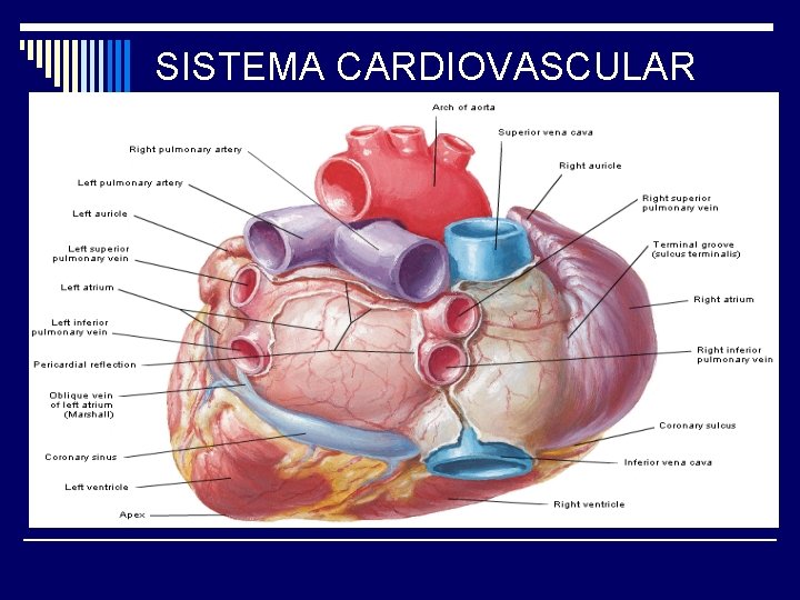 SISTEMA CARDIOVASCULAR 