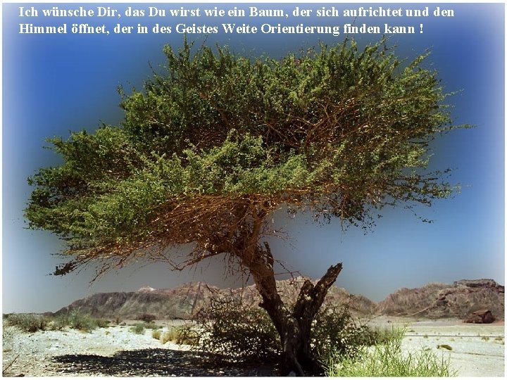 Ich wünsche Dir, das Du wirst wie ein Baum, der sich aufrichtet und den