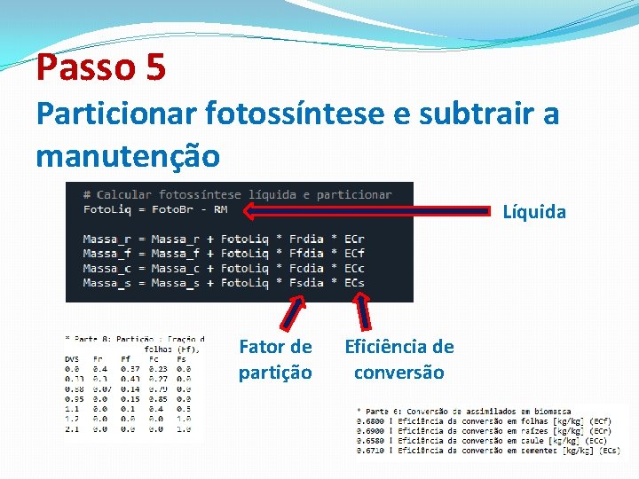 Passo 5 Particionar fotossíntese e subtrair a manutenção Líquida Fator de partição Eficiência de