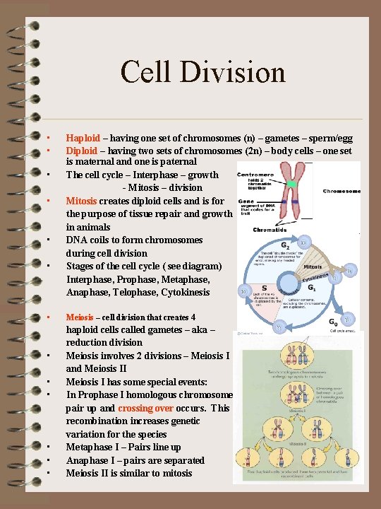 Cell Division • • • • Haploid – having one set of chromosomes (n)