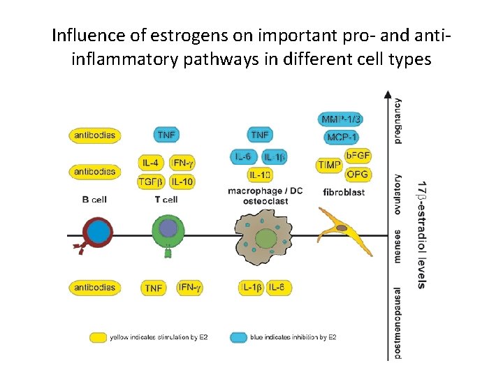 Influence of estrogens on important pro- and antiinflammatory pathways in different cell types 