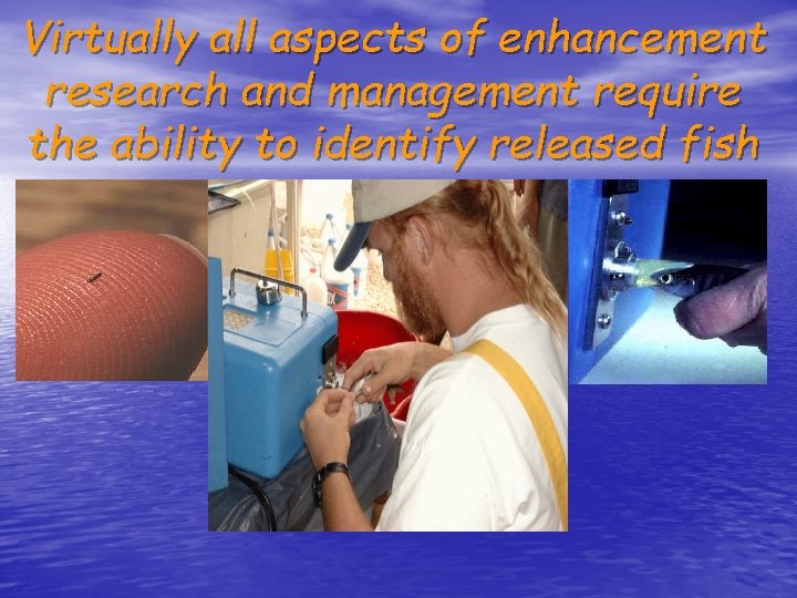 Virtually all aspects of enhancement research and management require the ability to identify released