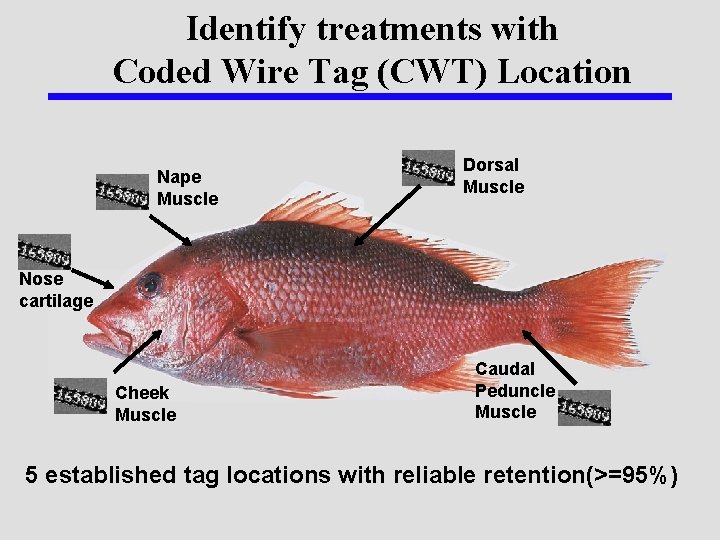 Identify treatments with Coded Wire Tag (CWT) Location Nape Muscle Dorsal Muscle Nose cartilage