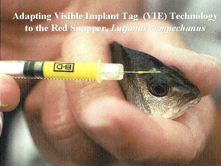 Adapting Visible Implant Tag (VIE) Technology to the Red Snapper, Lutjanus campechanus 