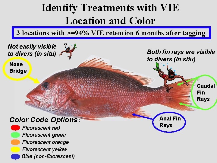 Identify Treatments with VIE Location and Color 3 locations with >=94% VIE retention 6