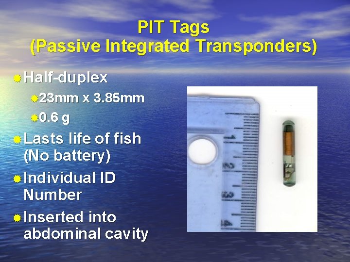 PIT Tags (Passive Integrated Transponders) ®Half-duplex ® 23 mm ® 0. 6 x 3.