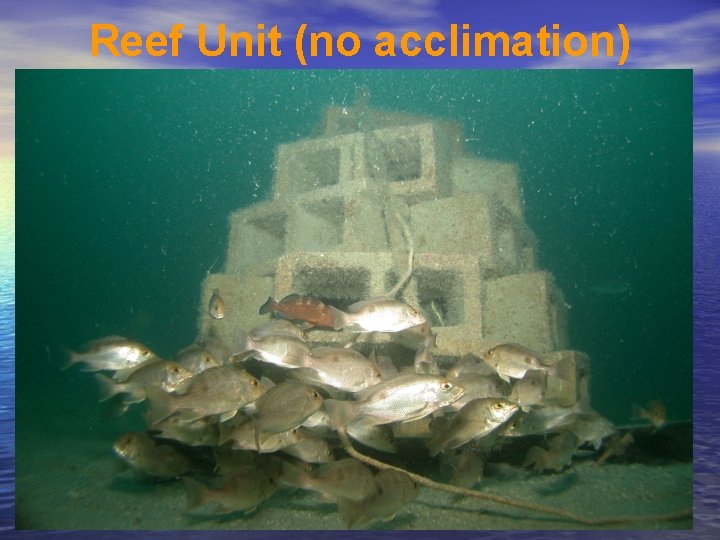 Reef Unit (no acclimation) 