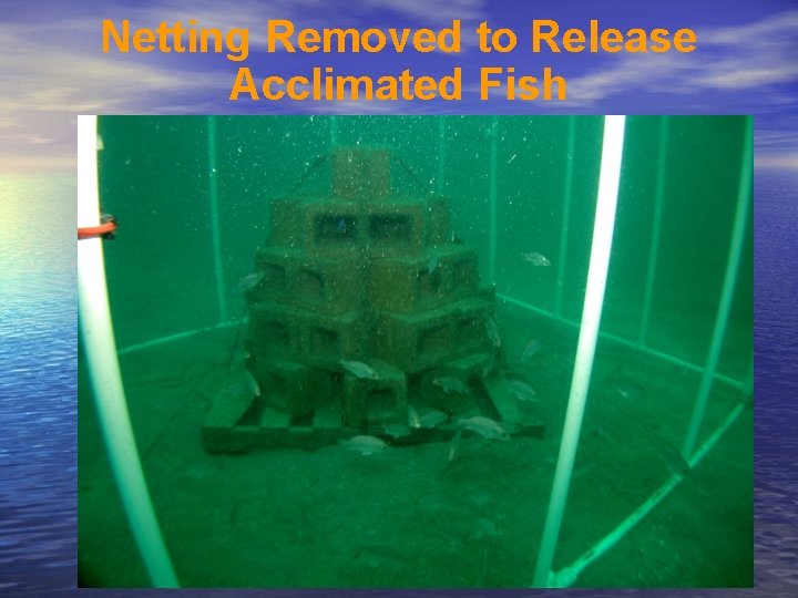 Netting Removed to Release Acclimated Fish 