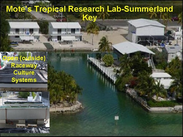 Mote’s Tropical Research Lab-Summerland Key Open (outside) Raceway Culture Systems 