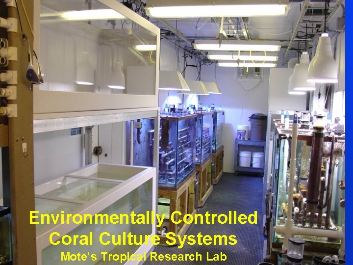 Environmentally Controlled Coral Culture Systems Mote’s Tropical Research Lab 