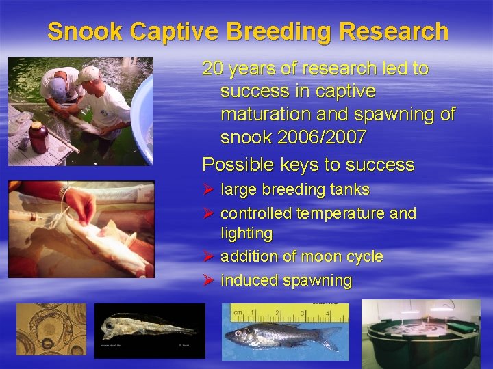 Snook Captive Breeding Research 20 years of research led to success in captive maturation