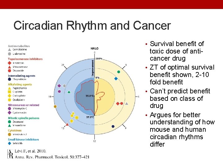 Circadian Rhythm and Cancer • Survival benefit of toxic dose of anticancer drug •