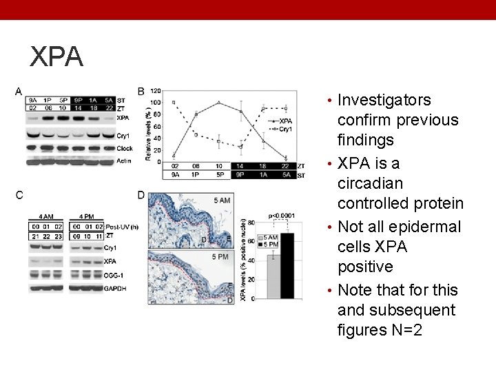 XPA • Investigators confirm previous findings • XPA is a circadian controlled protein •