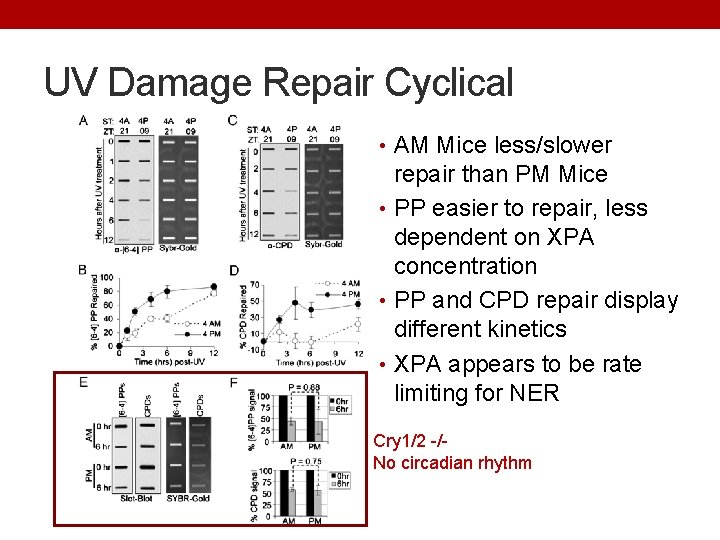 UV Damage Repair Cyclical • AM Mice less/slower repair than PM Mice • PP