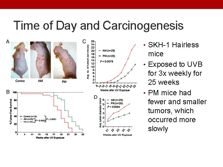 Time of Day and Carcinogenesis • SKH-1 Hairless mice • Exposed to UVB for