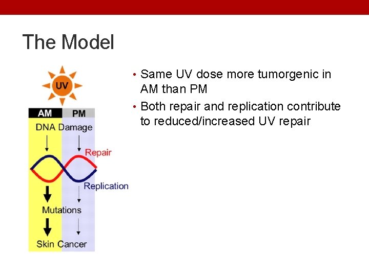 The Model • Same UV dose more tumorgenic in AM than PM • Both