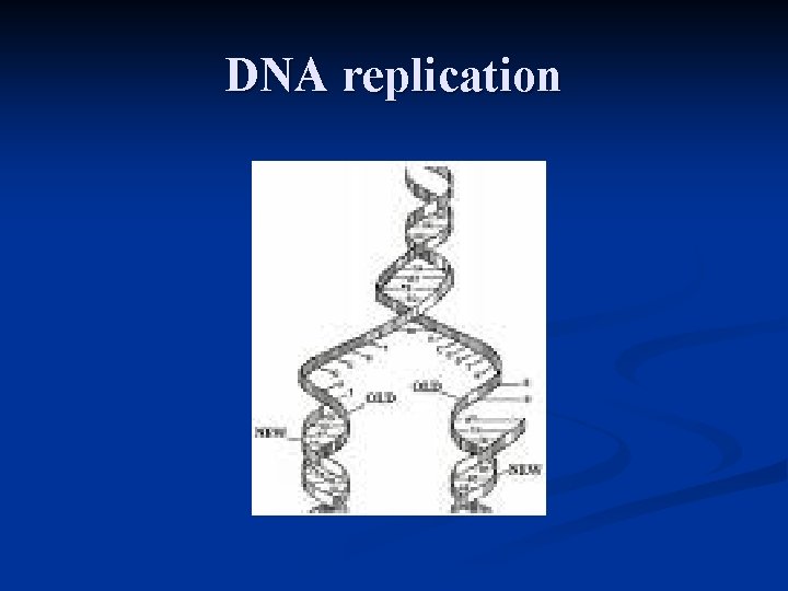 DNA replication 