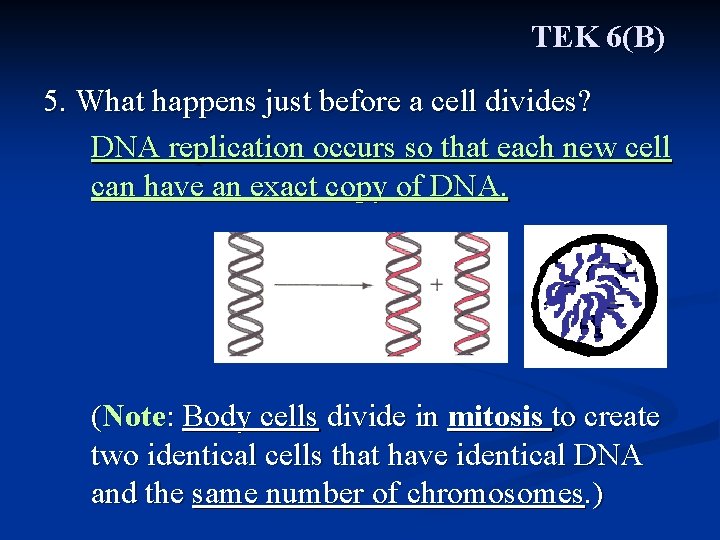 TEK 6(B) 5. What happens just before a cell divides? DNA replication occurs so