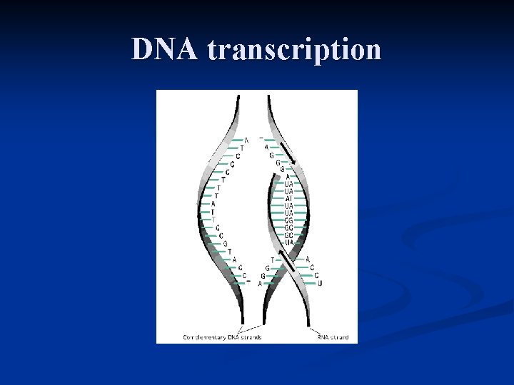 DNA transcription 