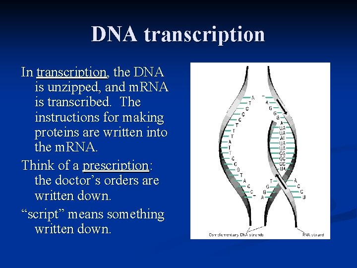 DNA transcription In transcription, the DNA is unzipped, and m. RNA is transcribed. The