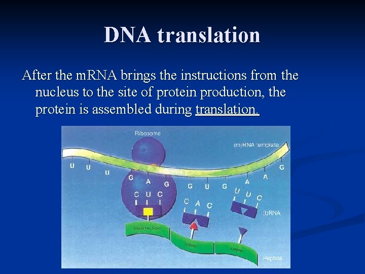 DNA translation After the m. RNA brings the instructions from the nucleus to the