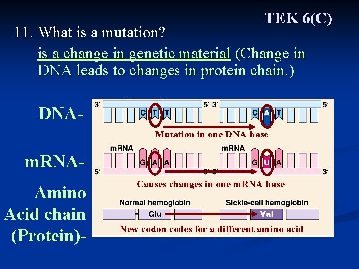 TEK 6(C) 11. What is a mutation? is a change in genetic material (Change