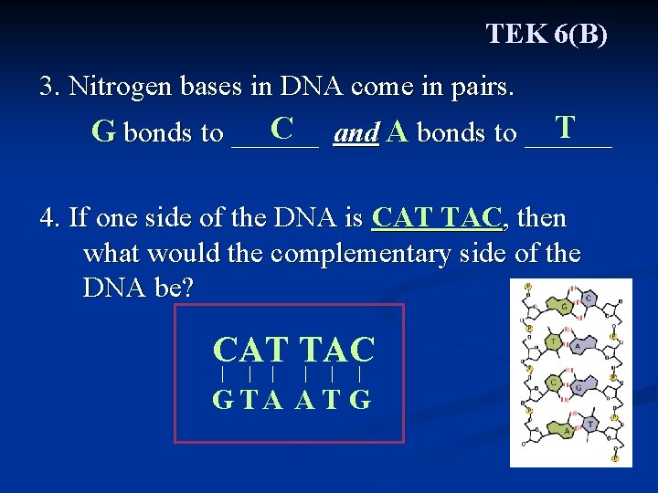 TEK 6(B) 3. Nitrogen bases in DNA come in pairs. T C and A