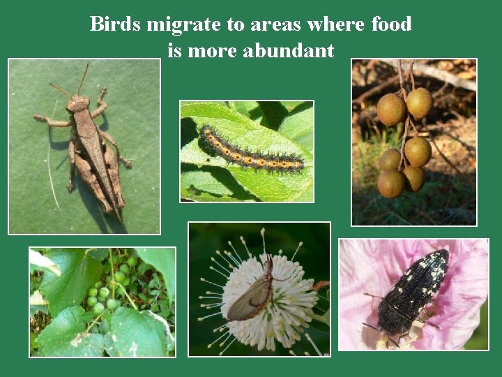 Birds migrate to areas where food is more abundant 