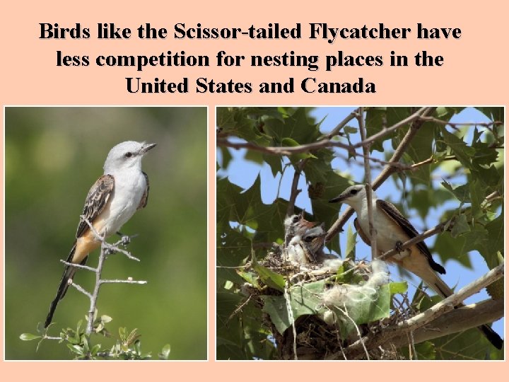 Birds like the Scissor-tailed Flycatcher have less competition for nesting places in the United