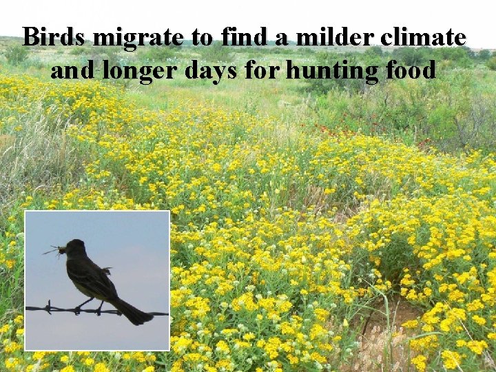 Birds migrate to find a milder climate and longer days for hunting food 