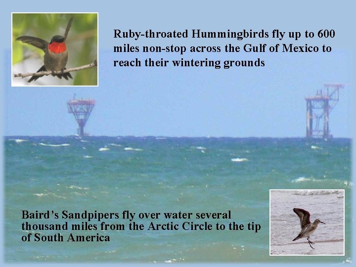 Ruby-throated Hummingbirds fly up to 600 miles non-stop across the Gulf of Mexico to