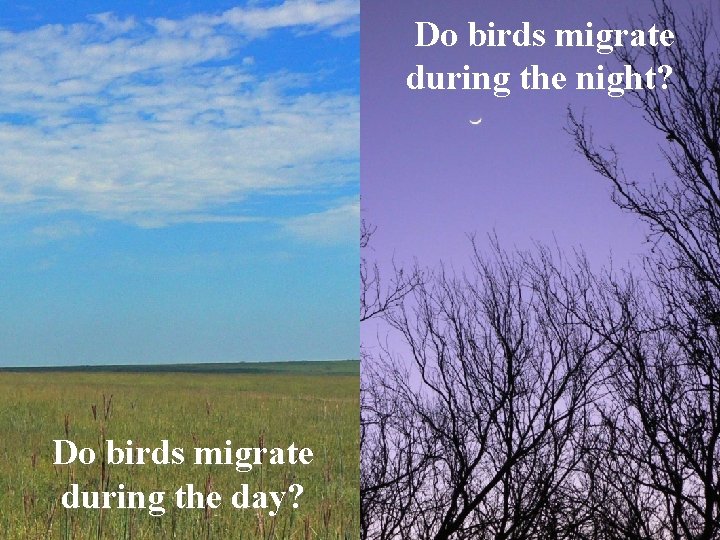 Do birds migrate during the night? Do birds migrate during the day? 