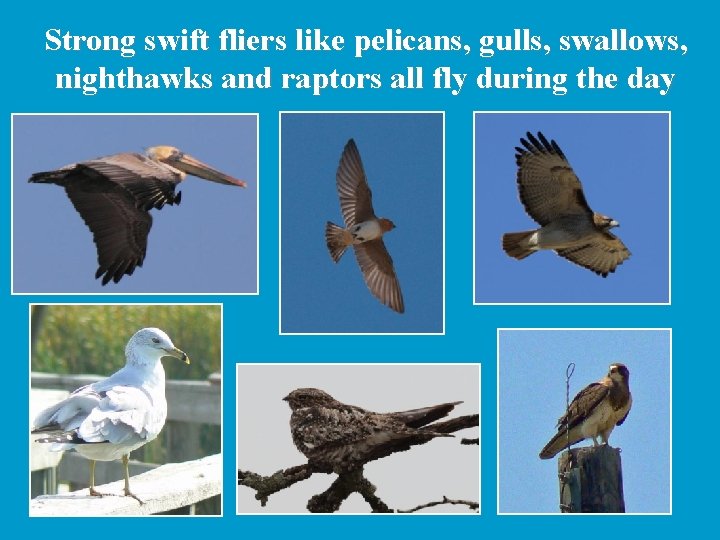 Strong swift fliers like pelicans, gulls, swallows, nighthawks and raptors all fly during the