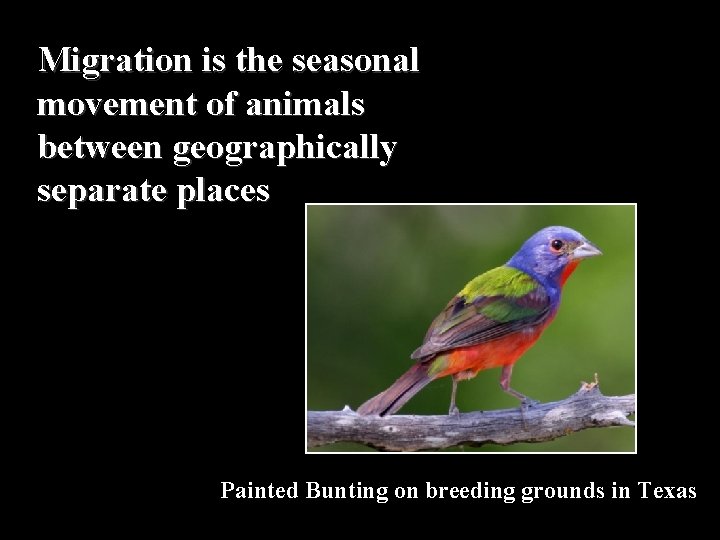 Migration is the seasonal movement of animals between geographically separate places Painted Bunting on