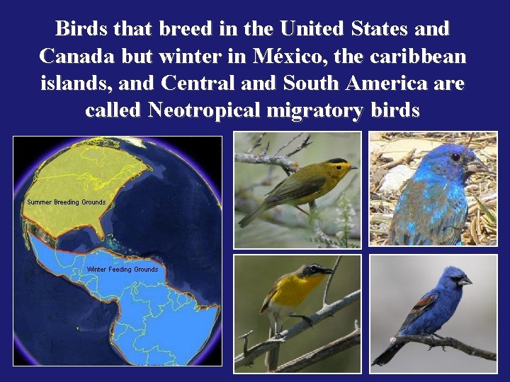 Birds that breed in the United States and Canada but winter in México, the