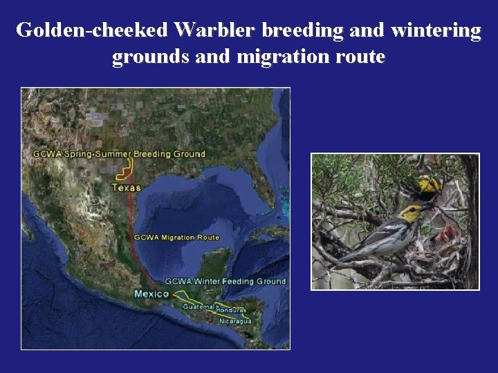 Golden-cheeked Warbler breeding and wintering grounds and migration route 