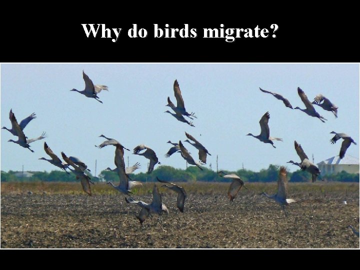 Why do birds migrate? 
