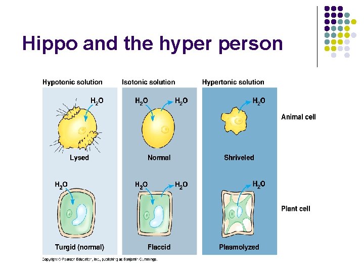 Hippo and the hyper person 