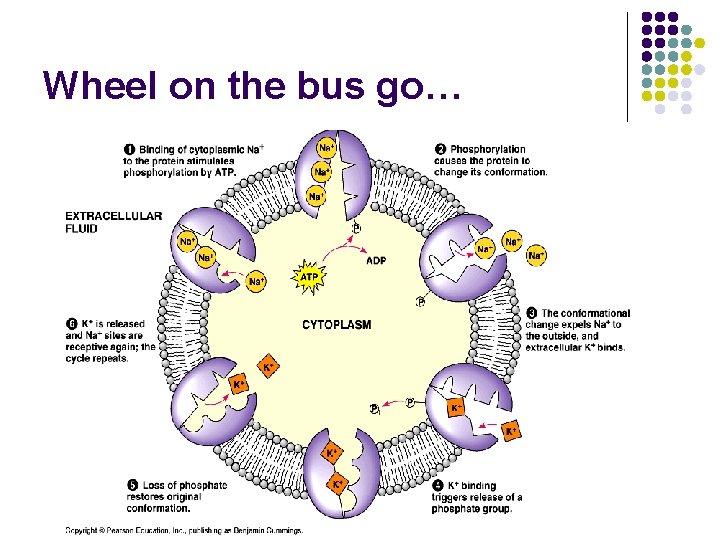 Wheel on the bus go… 