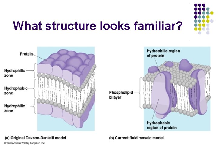 What structure looks familiar? 